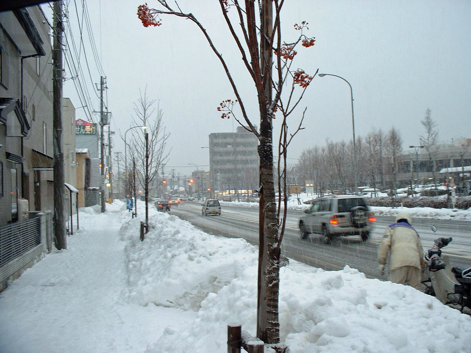 冬の街路樹